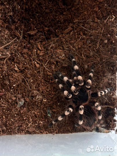 Паук птицеед