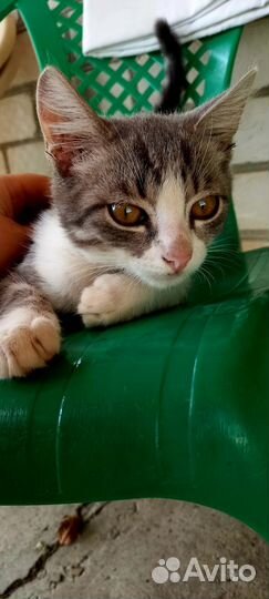 Котик 3,5 месяцев. В добрые руки
