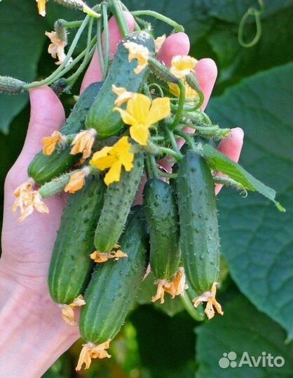 Семена самого удивительного гибрида