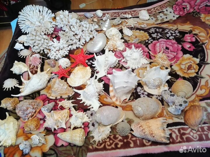 Морские ракушки раковины большие