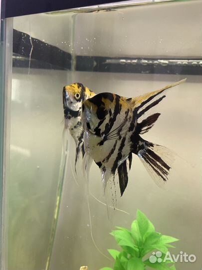 Аквариум с рыбками