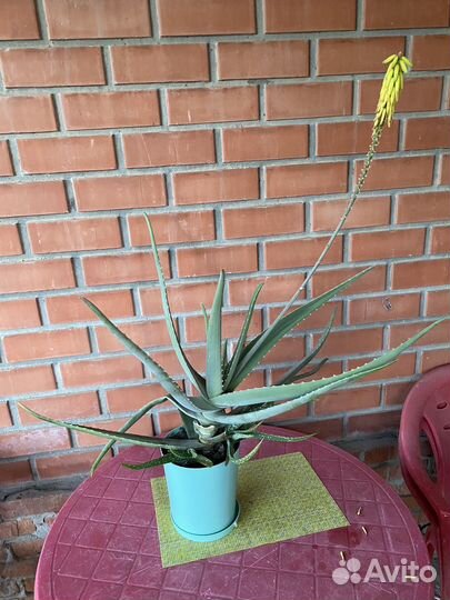 Растение алоэ вера