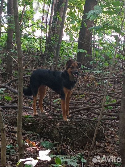 Отдам бесплатно в добрые руки
