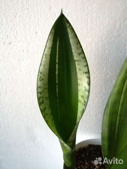 Сансевиерия Уитни, бонселенсис, Лауренти, старроуз