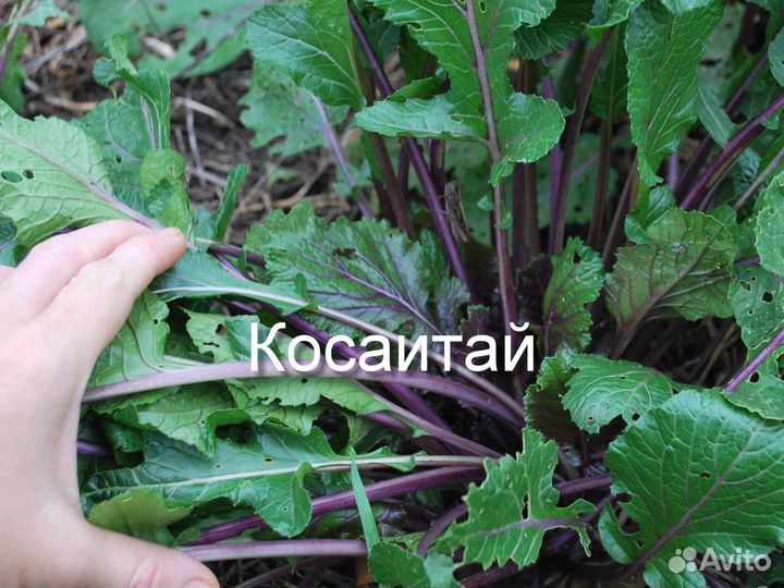 Капуста Косаитай, Мибуна, А-чой, Сычуаньская