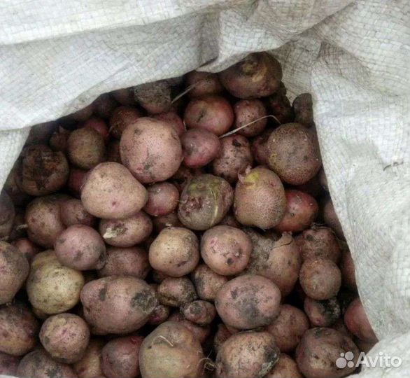 Картофель на корм скоту