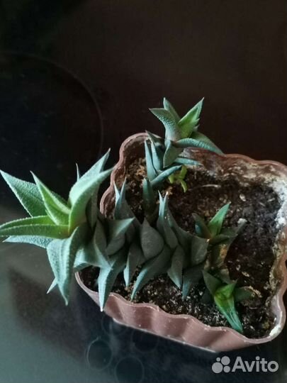 Суккуленты хавортия