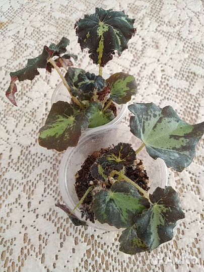 Неприхотливые растения