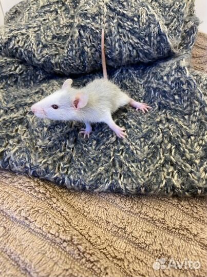 Крысята Дамбо Микки Маусы с клеткой и кормом