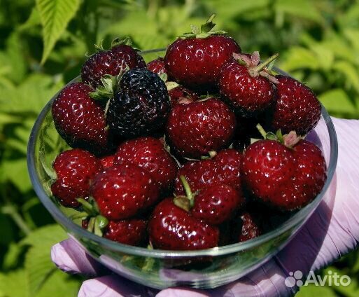 Саженцы земляника, клубника