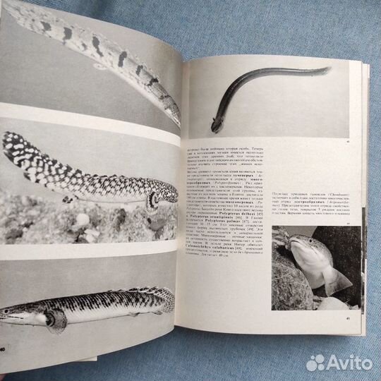 Иллюстрированная энциклопедия рыб