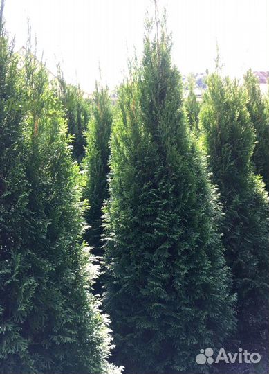 Туя Смарагд