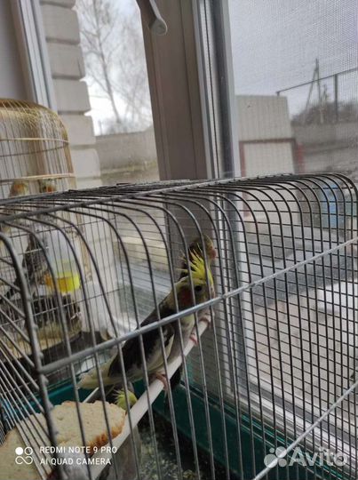 Корела нимфа