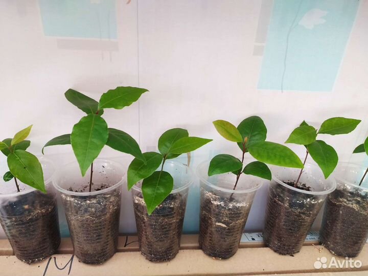 Лавр благородный