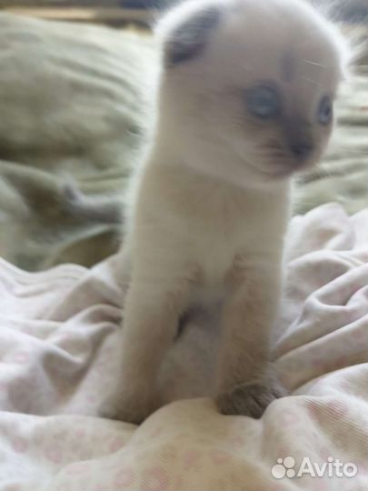 Британский вислоухий