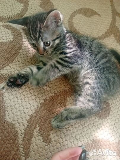 Котята от шотландской кошки в добрые руки