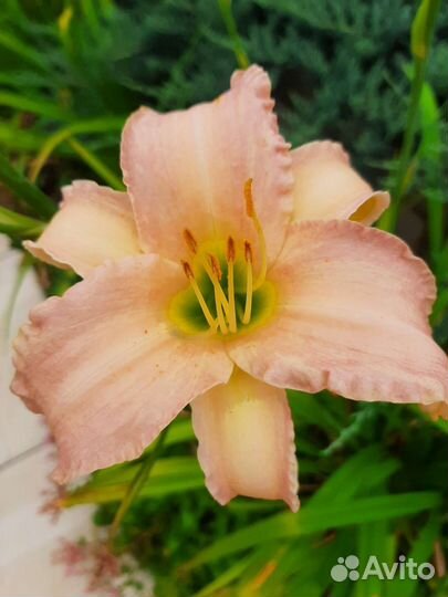 15сортов.Лилейники сортовые