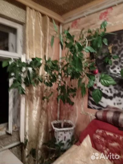 Цветок комнатный