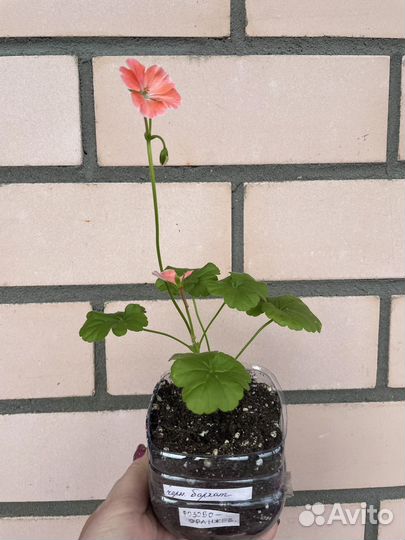 Пеларгония герань