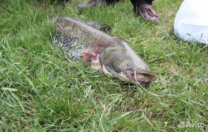 Рыбалка, баня с проживанием