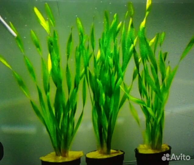 Аквариумные растения