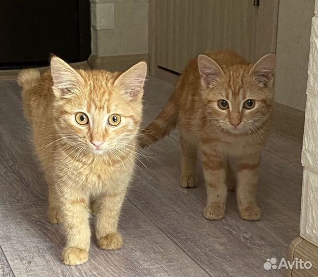 Котята Рыжики (мальчики)