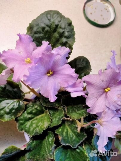 Комнатные цветы фиалки