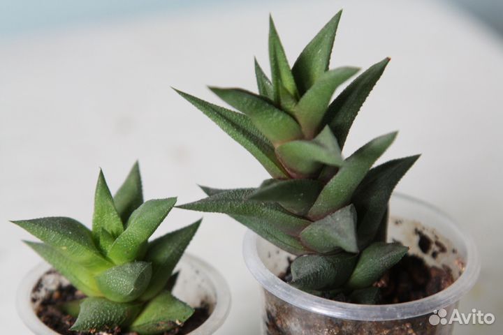 Суккуленты