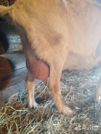 Продаются козы и козлята