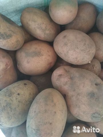 Продам картофель
