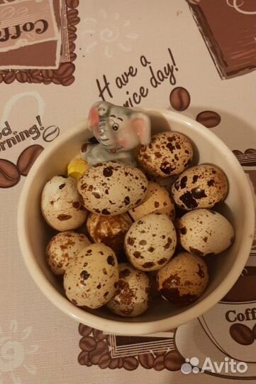 Перепела суточные