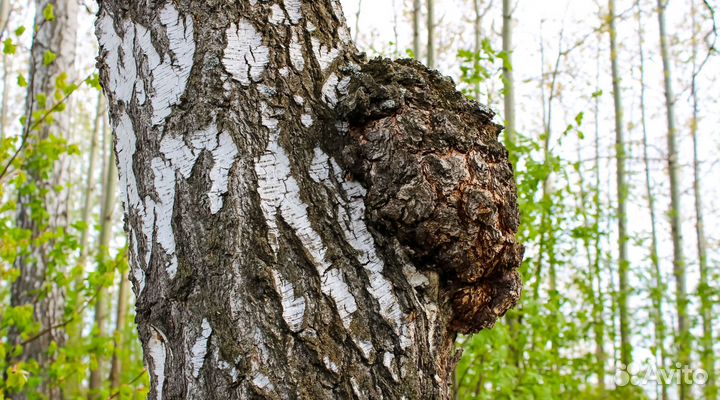 Гриб Чага – Русский Берёзовый – 200 грамм