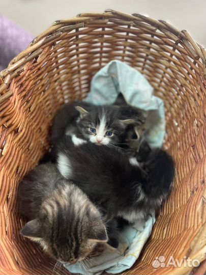 Котята в добрые руки