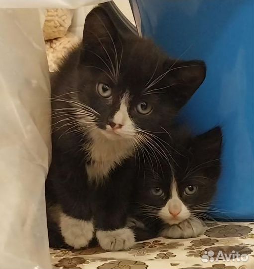 Котята домашние, красивые