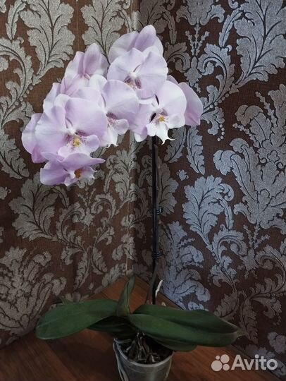 Орхидея 