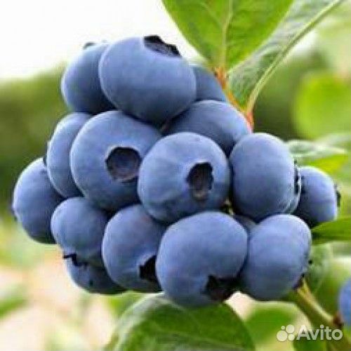 Новинка 2023 г Голубика 