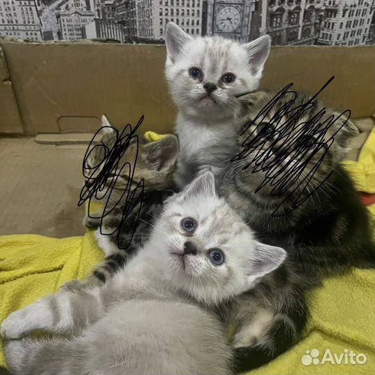 Британская