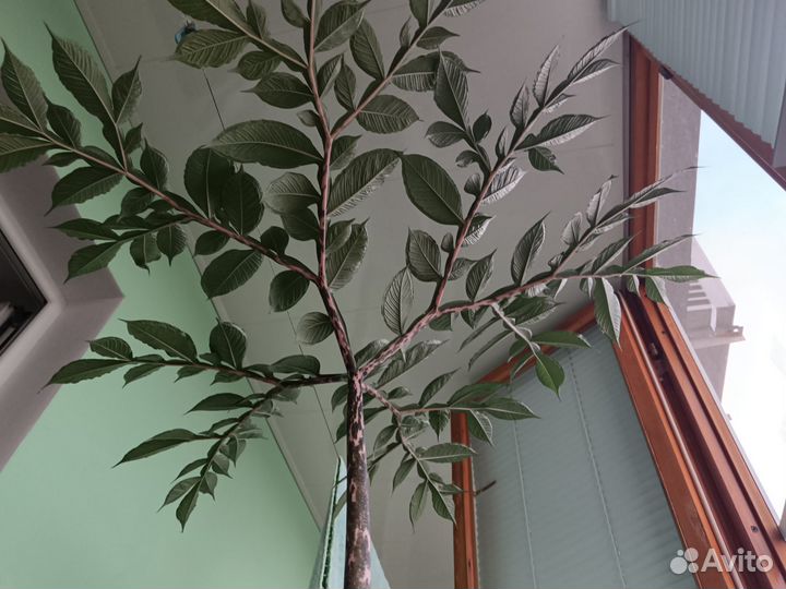 Аморфофаллус(коньяк) большой