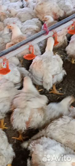 Куры бройлеры