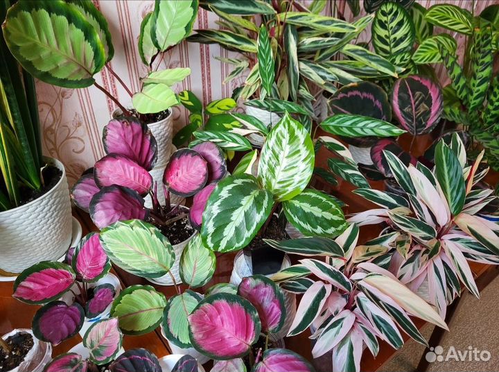 Калатея, маранта, строманта, ктенанта