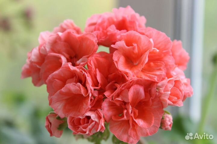 Пеларгонии