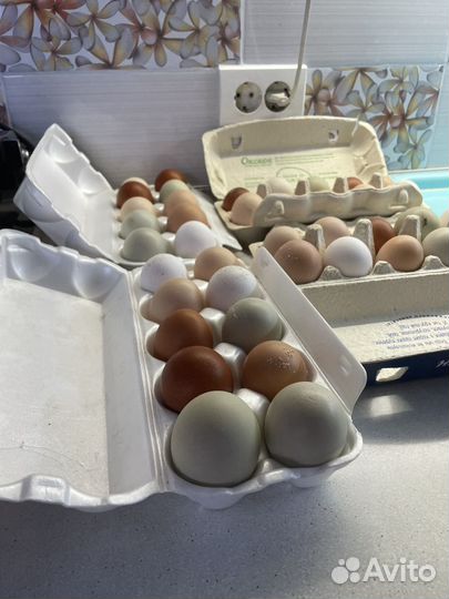 Домашние куриные яйца