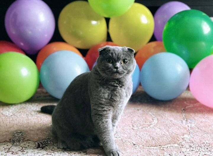 Шотландская вислоухая кошка