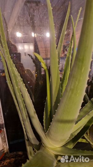 Алоэ вера большой