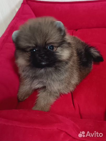 Померанский шпиц