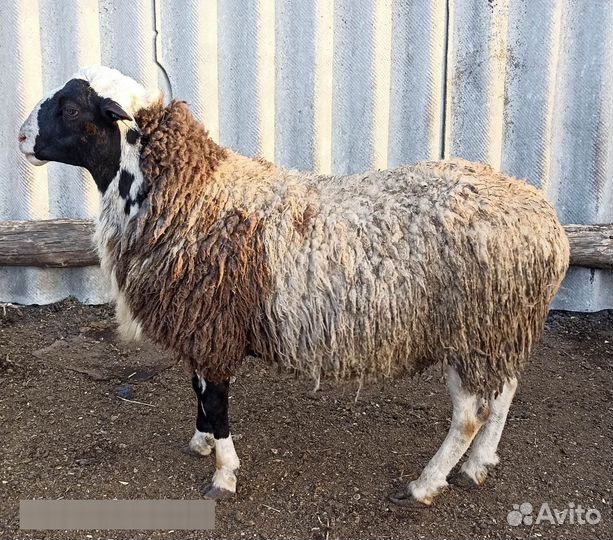 Баран на племя