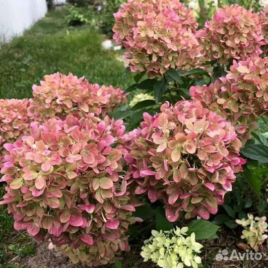 Гортензия метельчатая Пастель грин