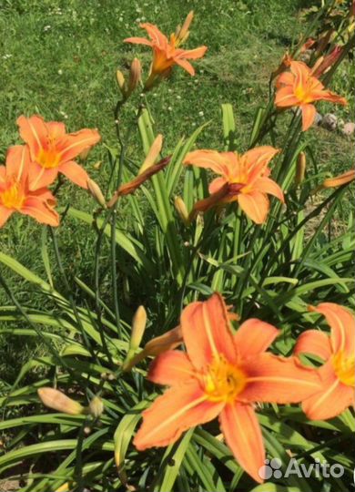 Лилейники мак садовый многолетний