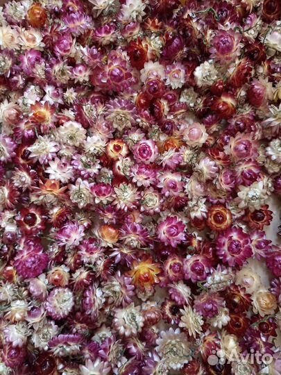 Гелихризум