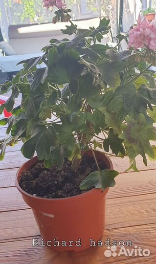 Королевская пеларгония